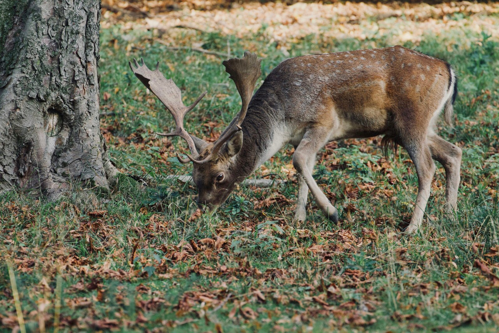 a deer grazing on grass next to a tree
