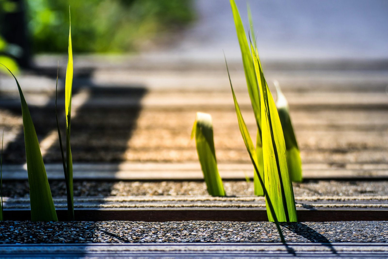 a close-up of some plants