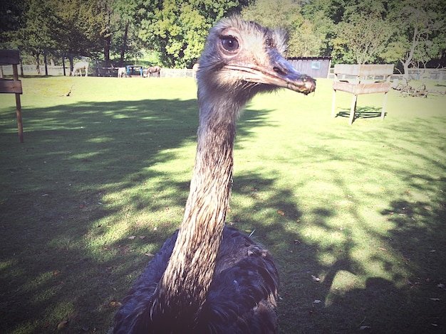 Close-up of bird on tree trunk