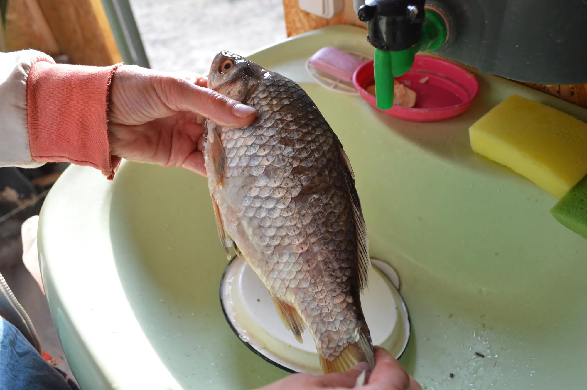 Close-up of hand holding fish