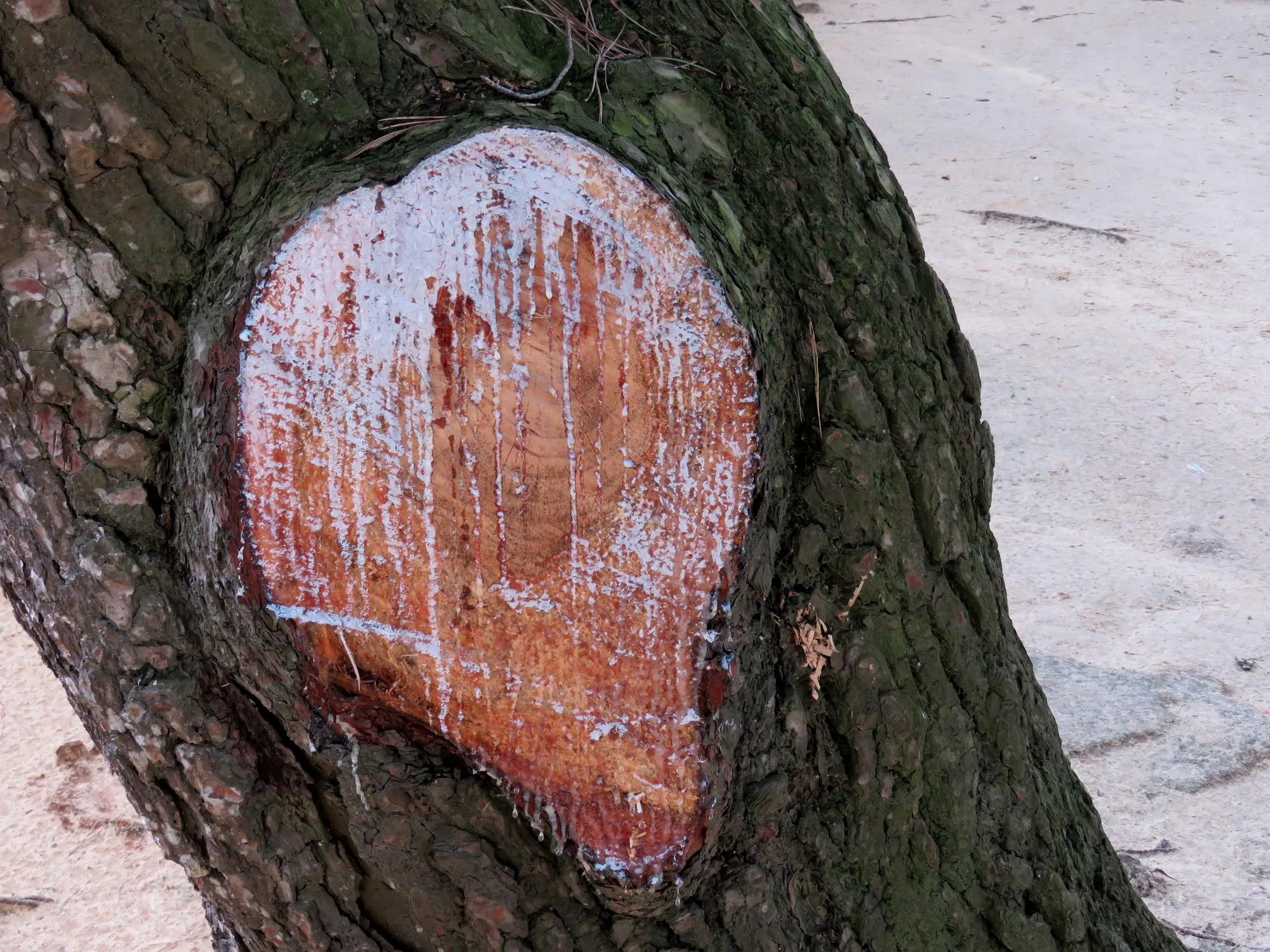 Close-up of heart shape carved on tree