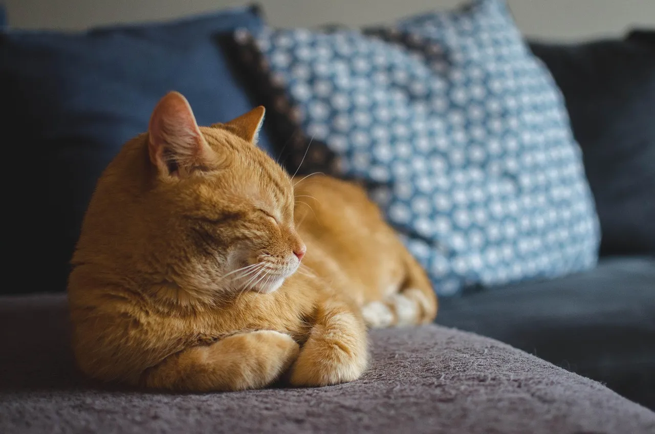 cat, animal, red cat, pet, cat's eyes, lying cat, dream, domestic cat, a well-groomed cat, calm cat, relaxation, sleeping cat, rest, dachowiec