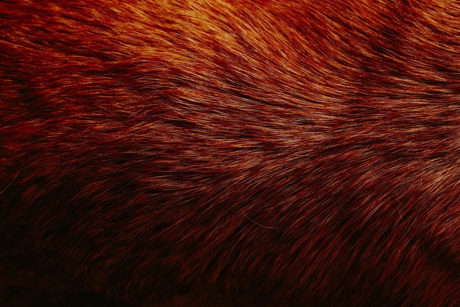 a close up of a brown and black animal's fur