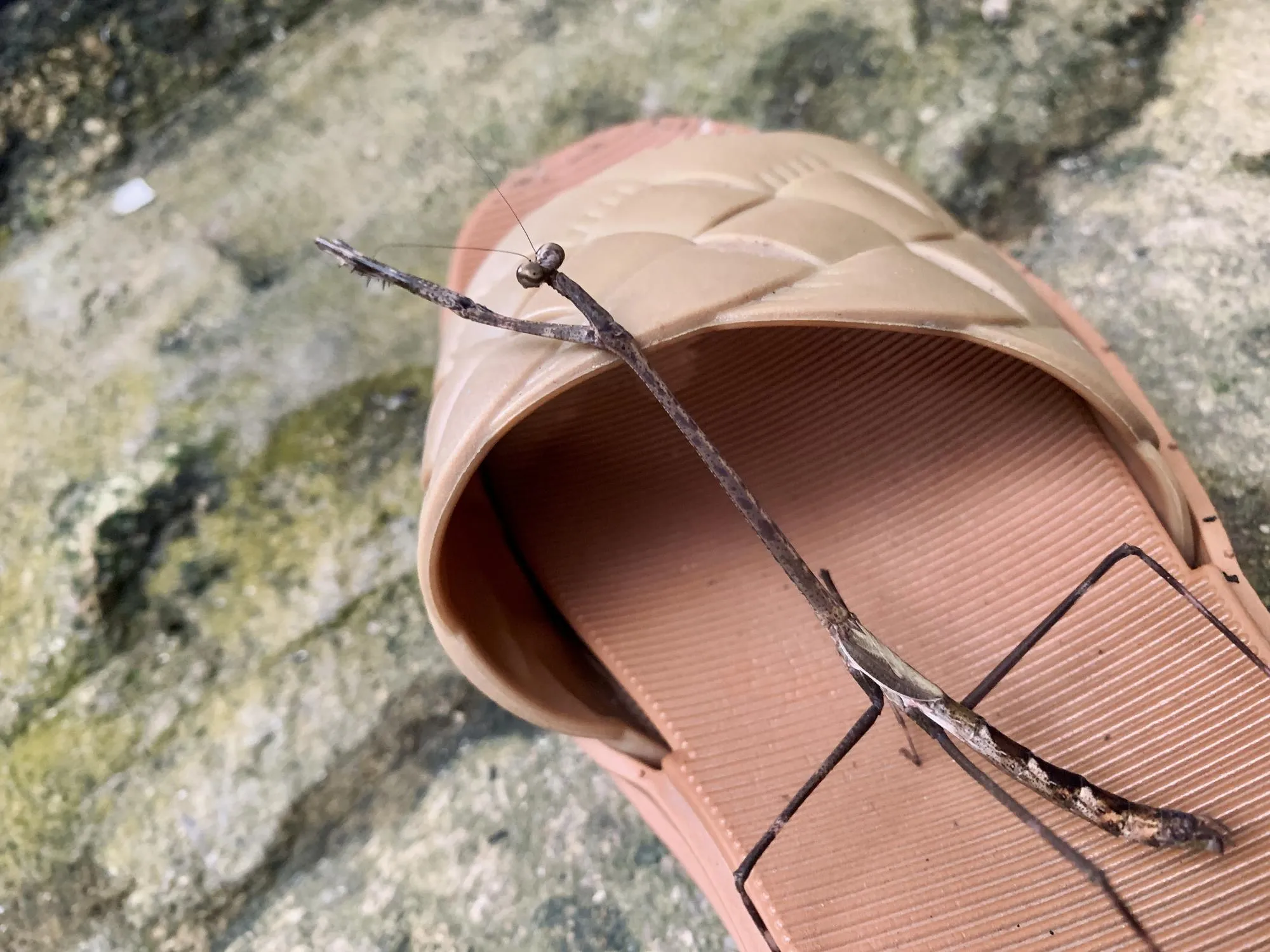 Pseudovates or praying mantises standing on sandals