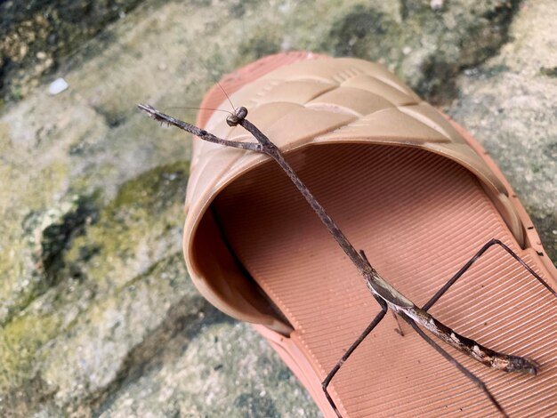 Pseudovates or praying mantises standing on sandals
