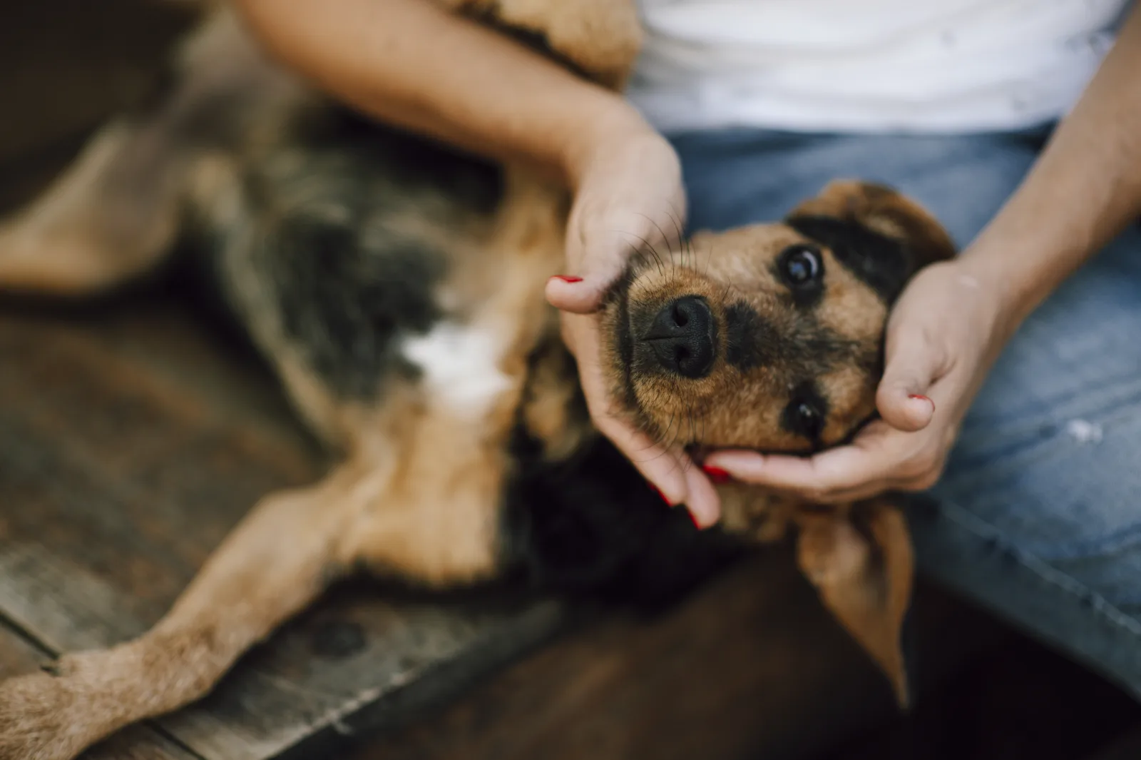 A person gently holds a playful dog's face, giving it love and attention while sitting on a wooden surface. The dog looks relaxed and happy, enjoying the moment.