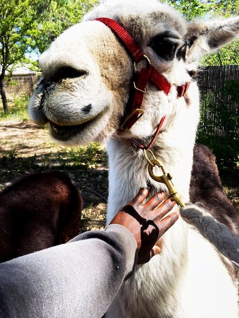 Close-up of hand feeding horse