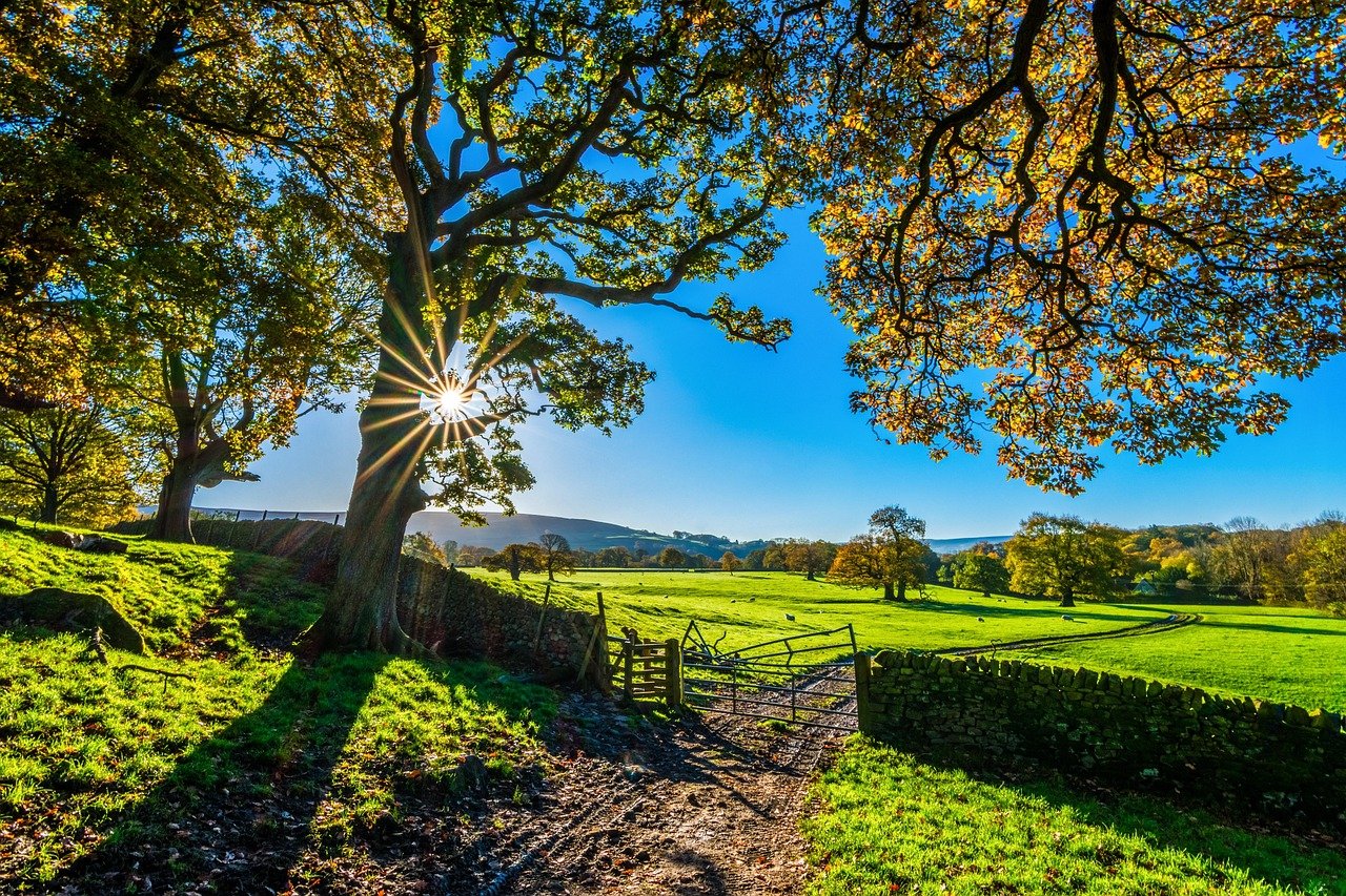 trees, farm, fence, farmland, stone fence, pastures, sunlight, grass, grasslands, fields, meadows, yorkshire, autumn, sunshine, morning, landscape, nature, farm gate, farm track, light, agriculture, stone wall, rustic