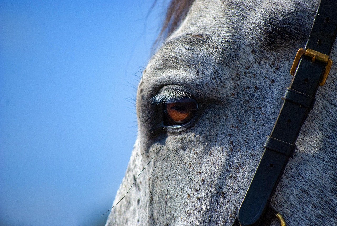 horse, gray, eye, gray horse, horse eye, equine, nature, stallion, animal, mammal, portrait, horse portrait, horse details, close up