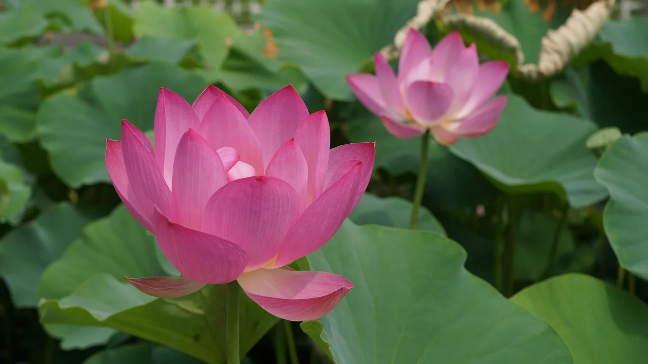 lotos, lotus liść