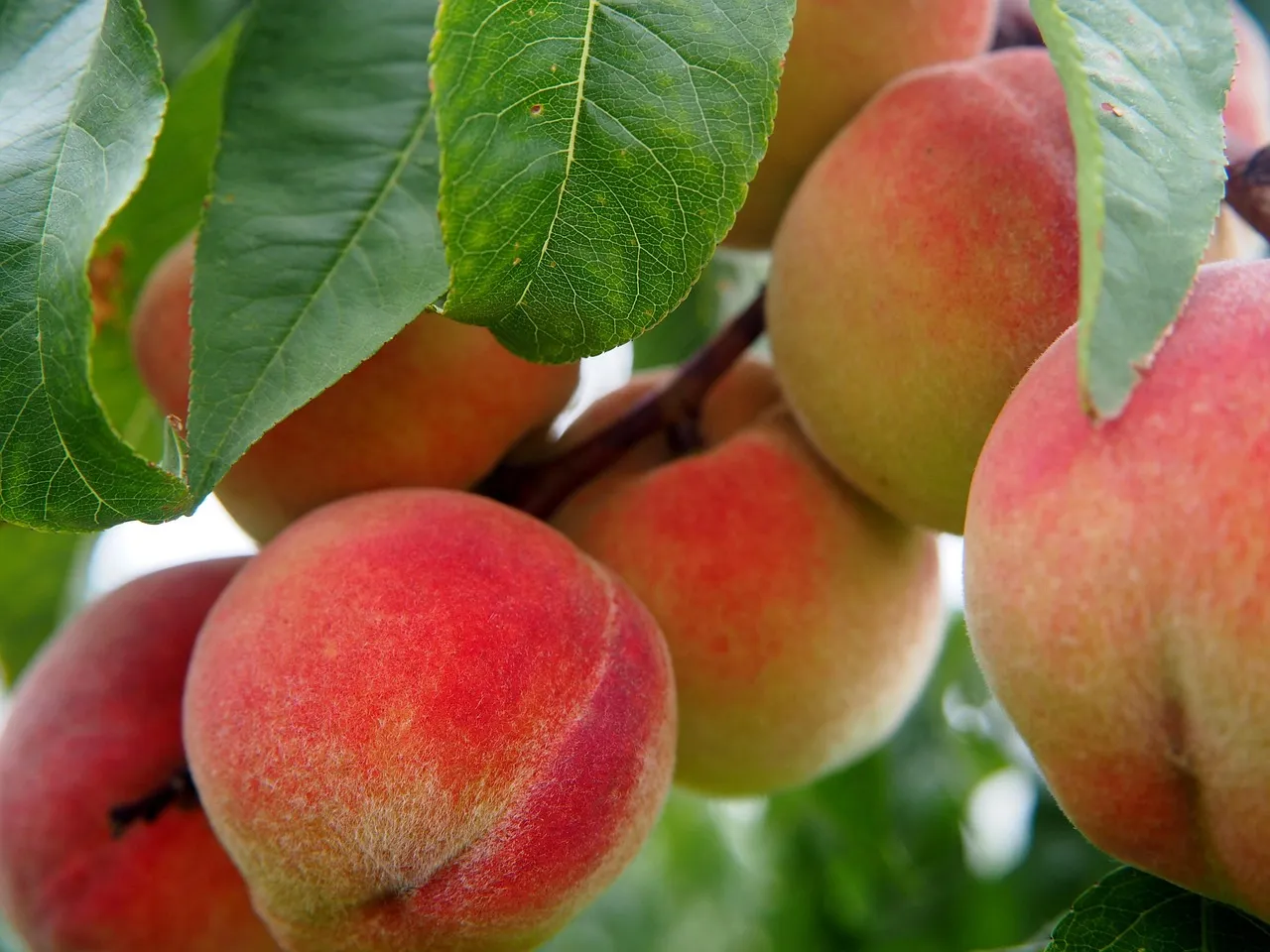 peach, fruit, nature, peach tree, bio, tree, meal, peaches, food, ripe, nourishment, orchard