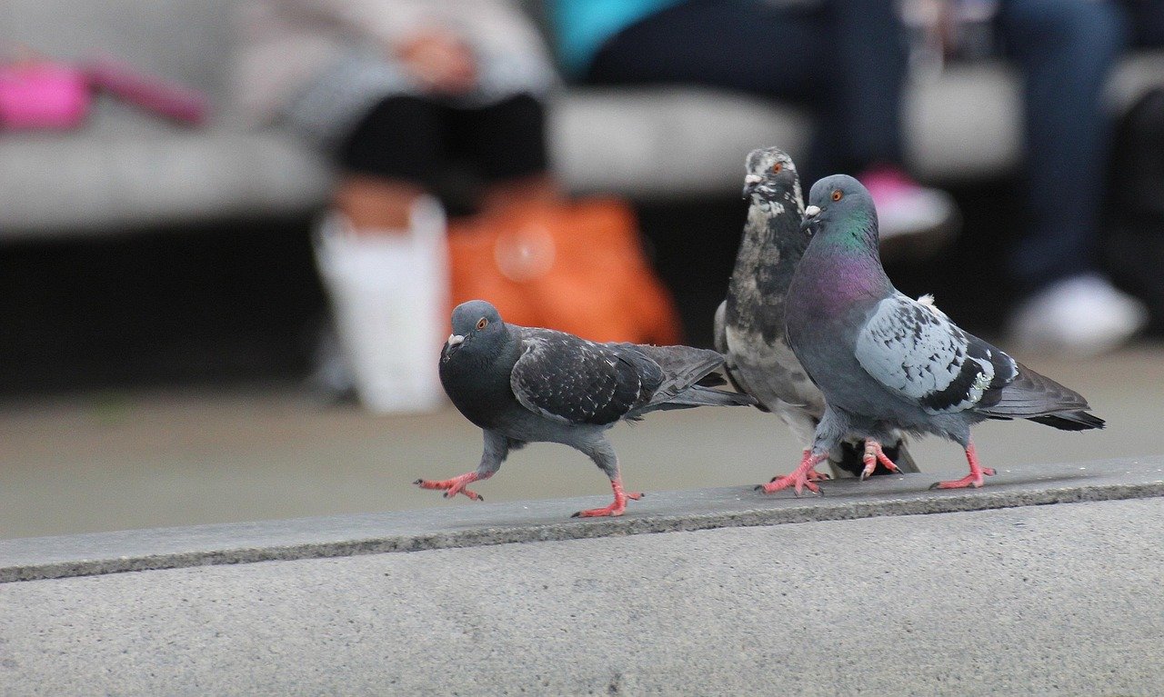 nature, animals, birds, pigeons, the leader, leader, boss, leader, leader, leader, leader, leader