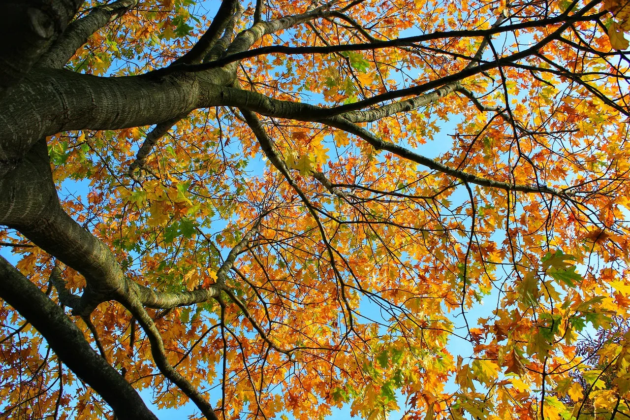 drzewo, jesień, kolory, fall colors, fall of leaves, golden autumn, odchodzi, real leaves, autumn colors, nature, kolorowy, fall foliage, autumn mood, deris, chestnut leaves, color, arise, dekoracja, autumn motif, jasny, gałąź