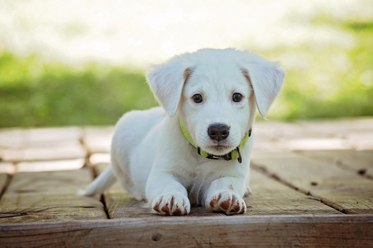puppy, dog, pet, collar, dog collar, white puppy, nature, white dog, domestic, domestic dog, lying down, portrait, dog portrait, animal, cute, white, adorable, canine, doggy, looking