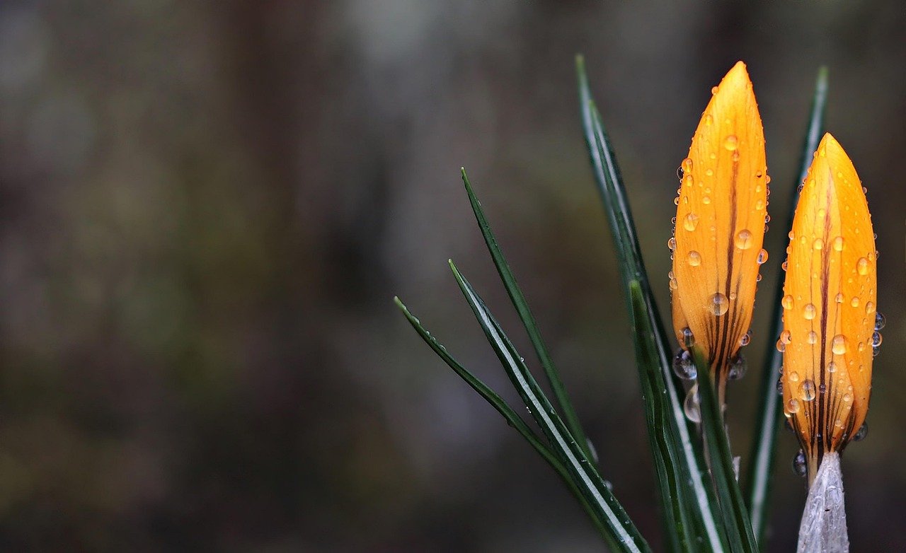 crocus, flower, wet, spring, spring flower, yellow, early bloomer, flower wallpaper, beautiful flowers, boo, nature, beginning of spring, spring crocus, spring awakening, flora, yellow crocus, springtime, harbinger of spring, flower background, beautiful, drops, waterdrop