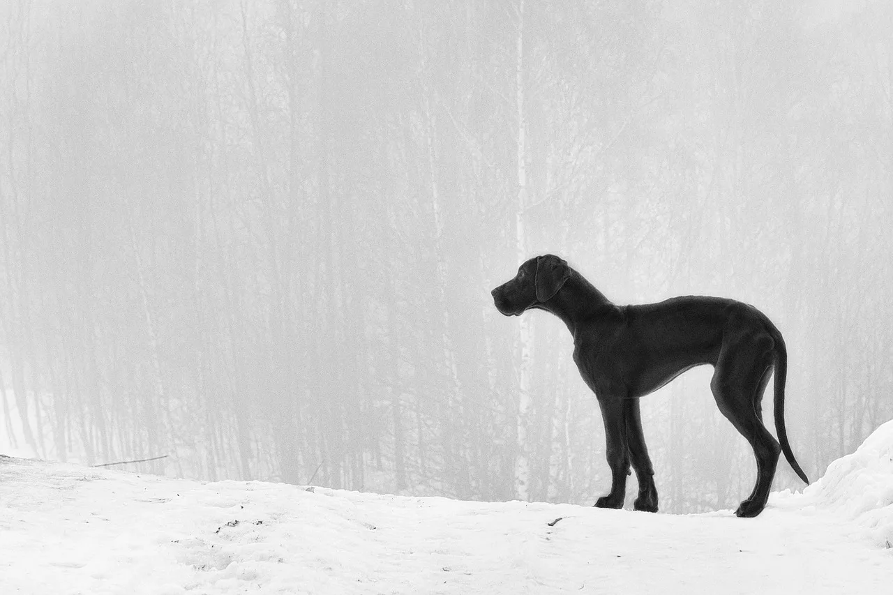 szczeniak, dog niemiecki, mgła
