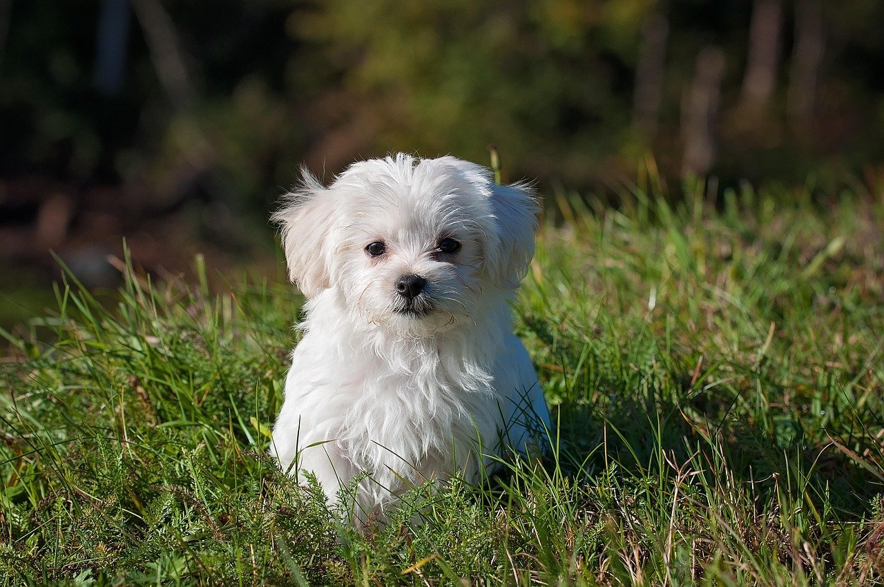 maltese, dog, puppy, nature, small dog, white dog, young, pet, animal, young dog, domestic dog, canine, mammal, cute, adorable, meadow, outdoors, portrait, animal portrait