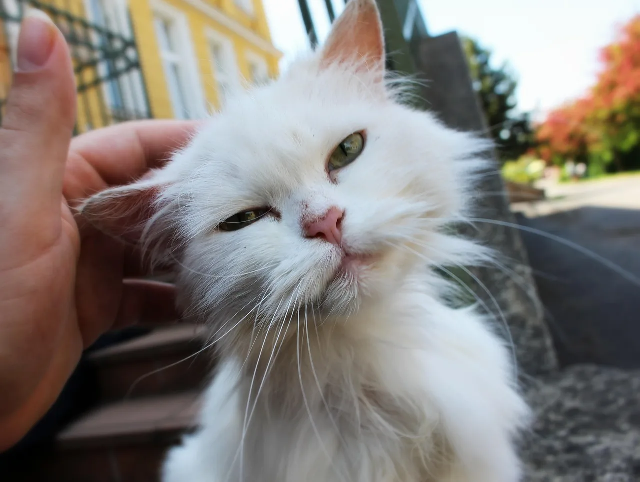 kot, white cat, zwierzę, natura, street cat, zwierzę domowe, cute cat, whiskers, pięć