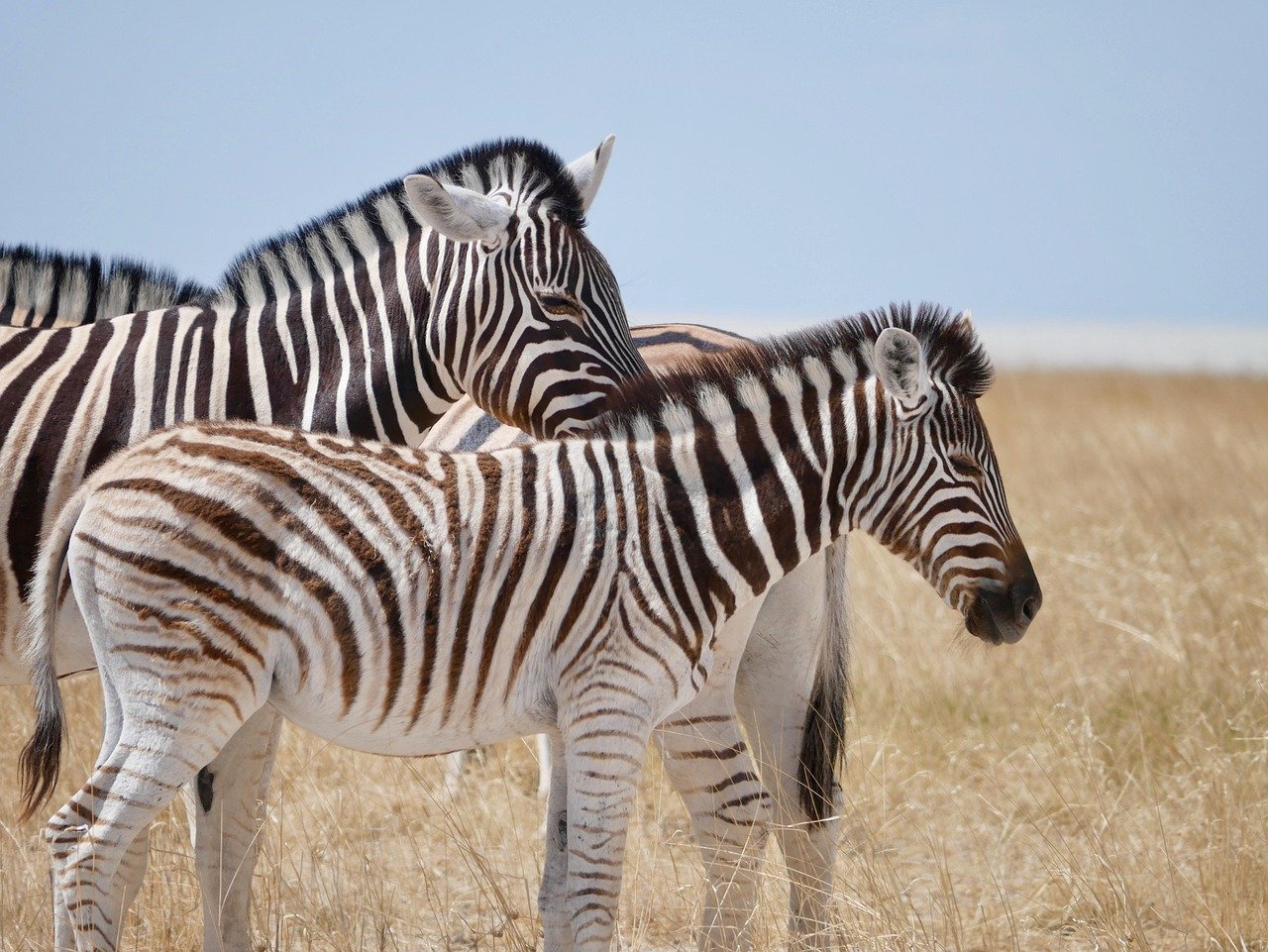 zebra, africa, friendship, friends, animals, group, nature, zebra, zebra, zebra, zebra, zebra
