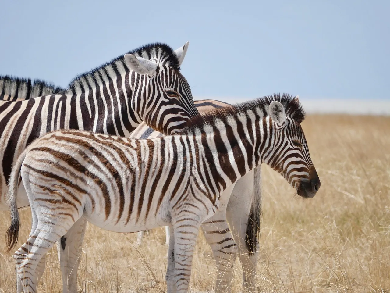 zebra, africa, friendship, friends, animals, group, nature, zebra, zebra, zebra, zebra, zebra