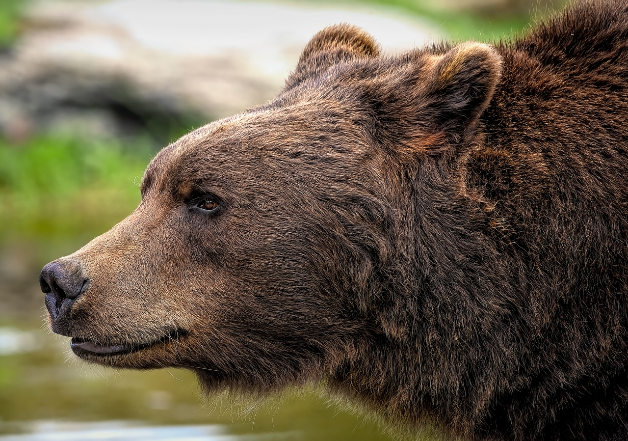 brown bear, grizzly bear, bear, mammal, animal, ursus, predator, hunter, omnivore, wildlife, nature, closeup, bear, bear, bear, bear, bear