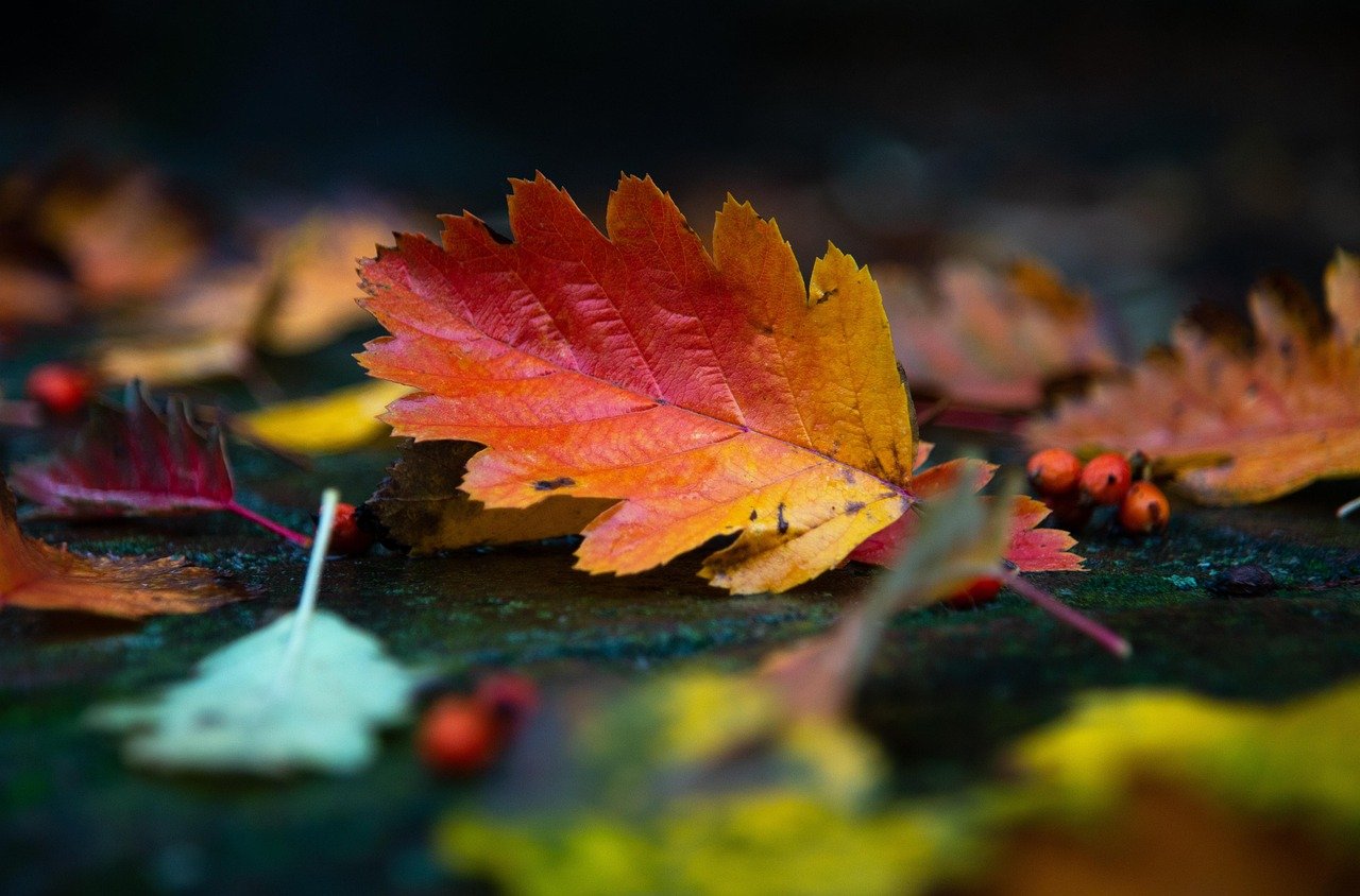 autumn, leaves, foliage, autumn leaves, autumn foliage, autumn colors, autumn season, fall foliage, fall leaves, fall colors, nature, fallen leaves, autumn, autumn leaves, fall foliage, fallen leaves, fallen leaves, fallen leaves, fallen leaves, fallen leaves