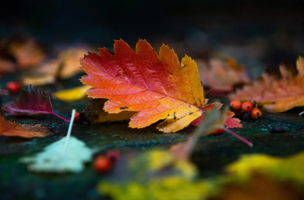 autumn, leaves, foliage, autumn leaves, autumn foliage, autumn colors, autumn season, fall foliage, fall leaves, fall colors, nature, fallen leaves, autumn, autumn leaves, fall foliage, fallen leaves, fallen leaves, fallen leaves, fallen leaves, fallen leaves