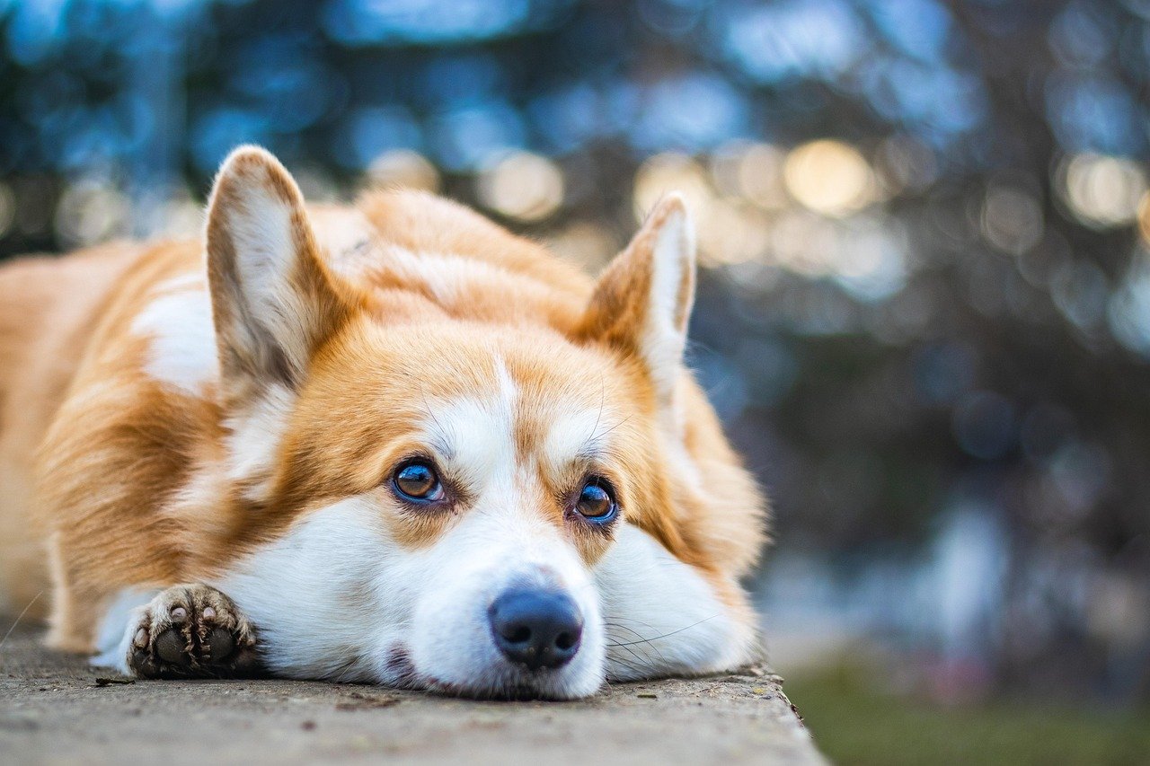 welsh corgi, full hd wallpaper, nature, cool backgrounds, beautiful wallpaper, 4k wallpaper 1920x1080, corgi, dog, animal, wallpaper hd, 4k wallpaper, desktop backgrounds, laptop wallpaper, mac wallpaper, pet, canine, purebred, mammal, hd wallpaper, wallpaper 4k, free wallpaper, free background, pedigree, cute, friend, windows wallpaper, wallpaper, background