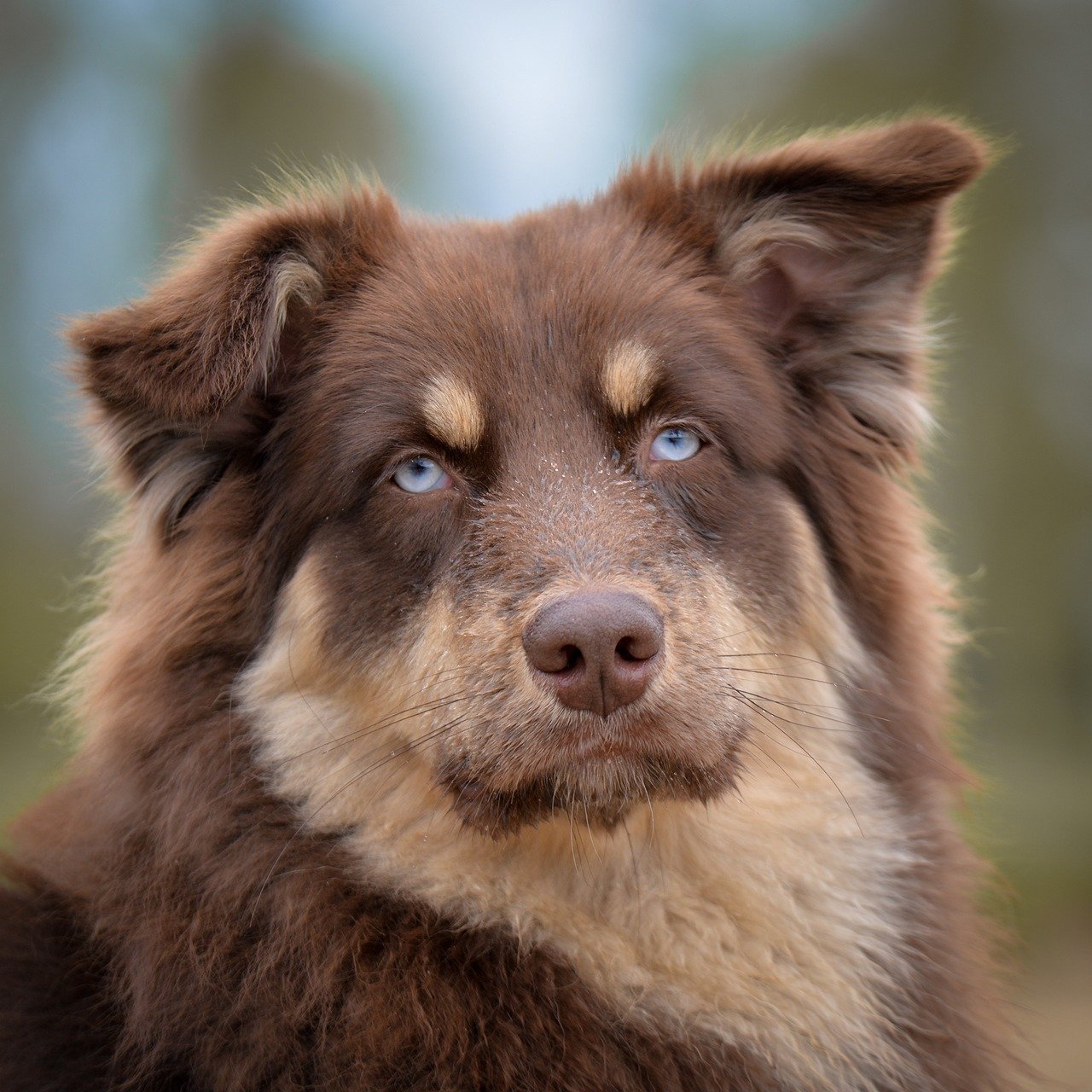 dog, australian shepherd, animal, pet, portrait, eyes, brown, sweet
