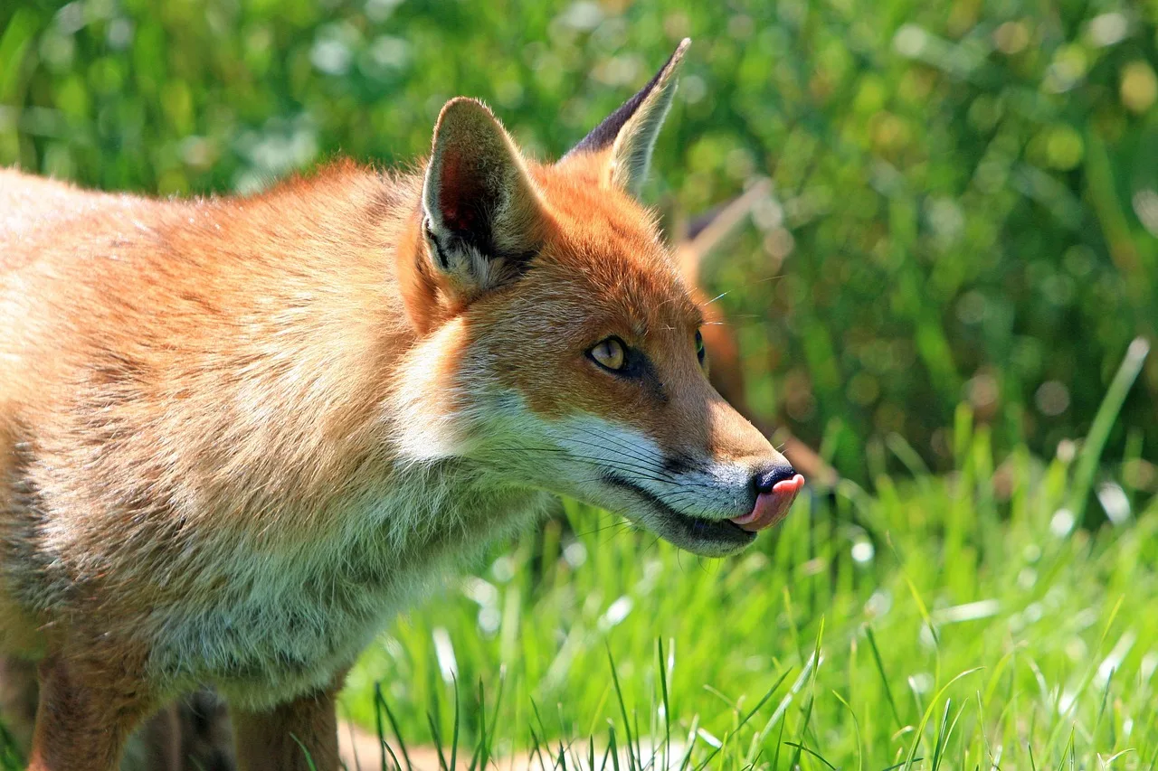 lis, zwierzę, dzikiej przyrody, red fox, ssak, dzikie zwierze, drapieżnik, lizanie, fauna, pustynia, natura, portret, lis, lis, lis, lis, lis