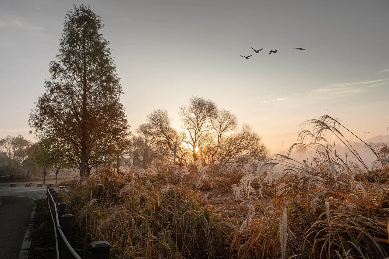 jesień, krajobraz, charakter, las, dzika gęś, gość, sunrise, niebo