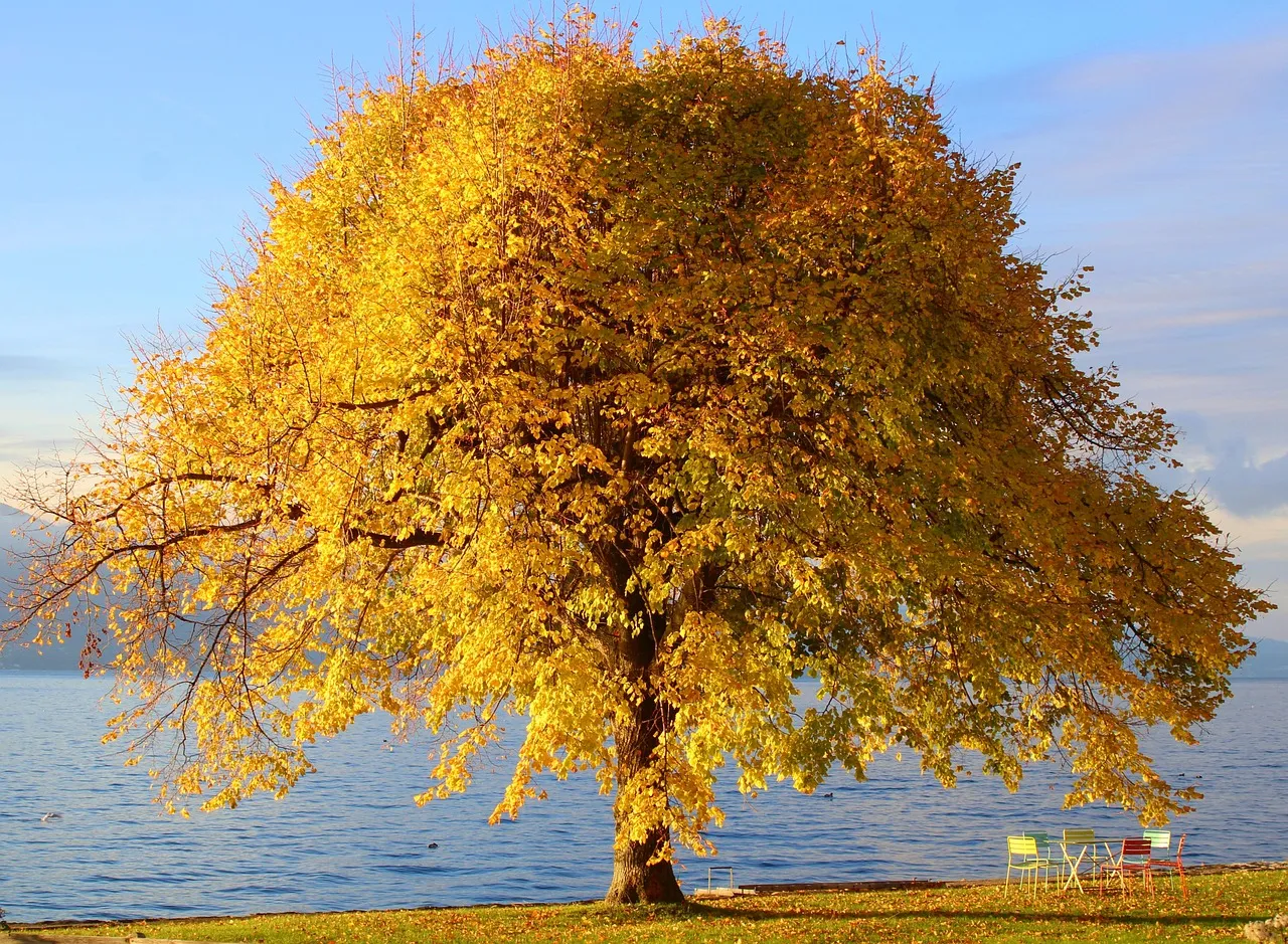 tree, beautiful nature, autumn colors, nature wallpaper, nature, water, fall, nature background, fall season, flora, plant, hd wallpaper