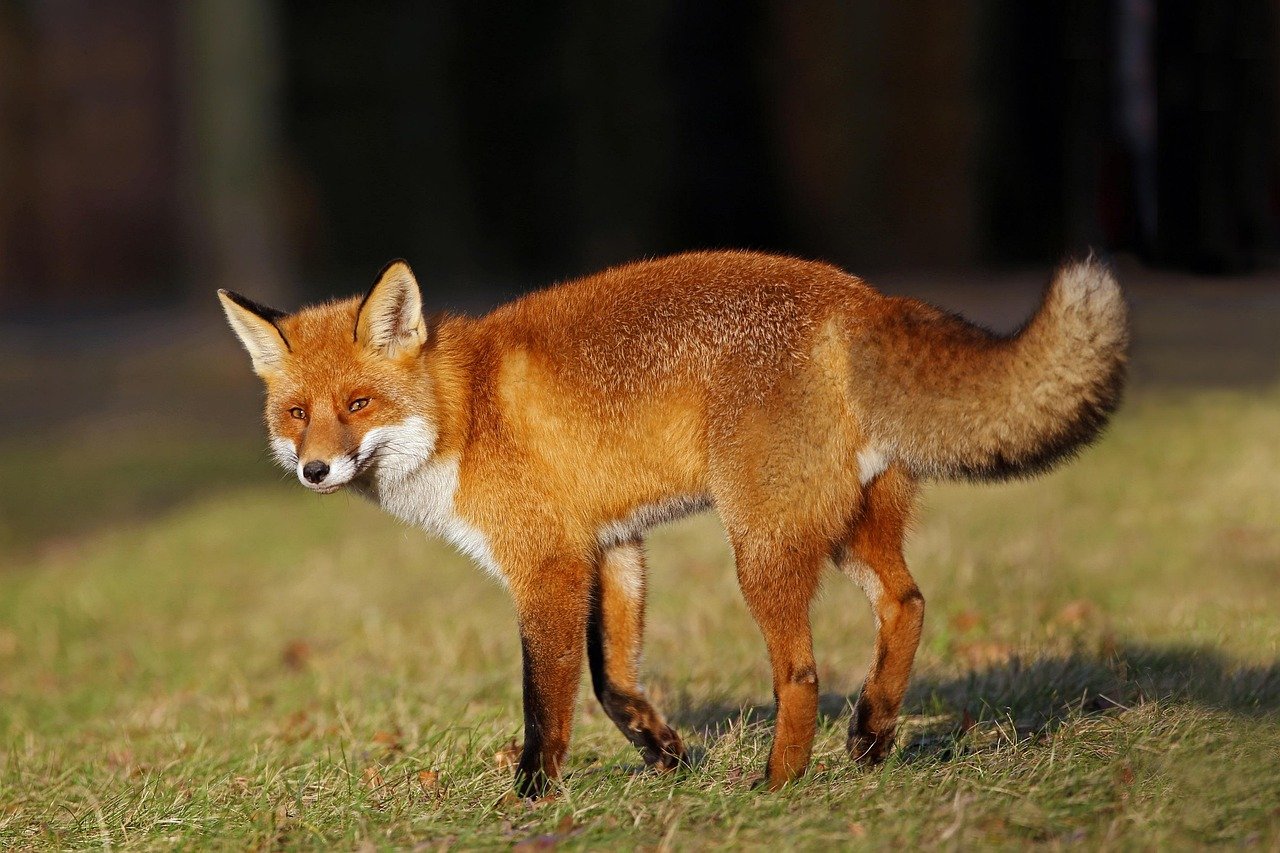 fox, red fox, nature, animals, wild, mammal, predator, wildlife