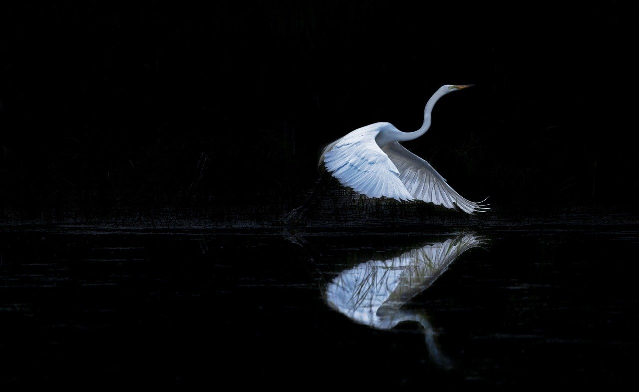 egret, bird, ornithology, avian, wings, white bird, nature, wildlife, flying bird, flight
