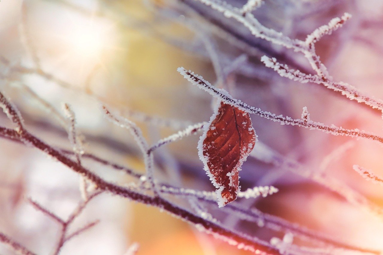 winter, nature, frost, leaf, leaves, fall, autumn leaves