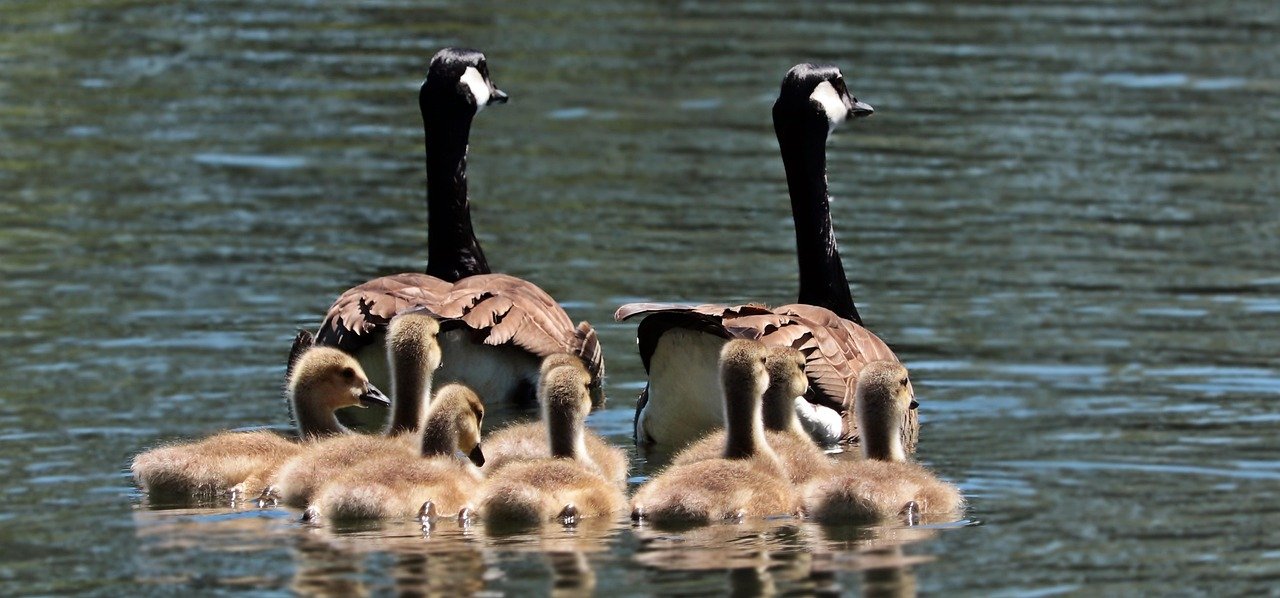 geese, goose family, goslings, family, water, swim, birds, lake, swimming birds, waterfowls, nature, animal world, young animals, wild geese, family, family, family, family, family