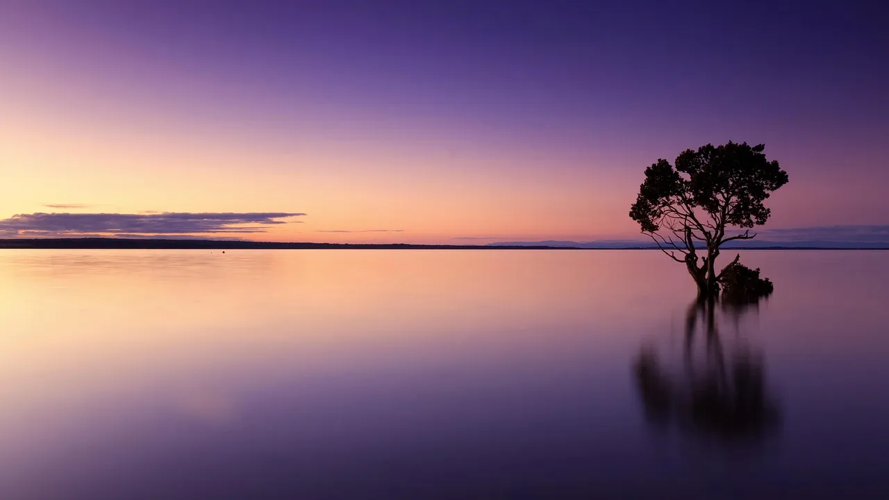 sunset, tree, water, silhouette, tree silhouette, dusk, twiligh, mirroring, mirror image, reflection, water reflection, calm, calm waters, solitude, solitary, nature, landscape, sky, horizon, nature wallpaper, zoom background, sunset, water, nature, nature, nature, nature, nature