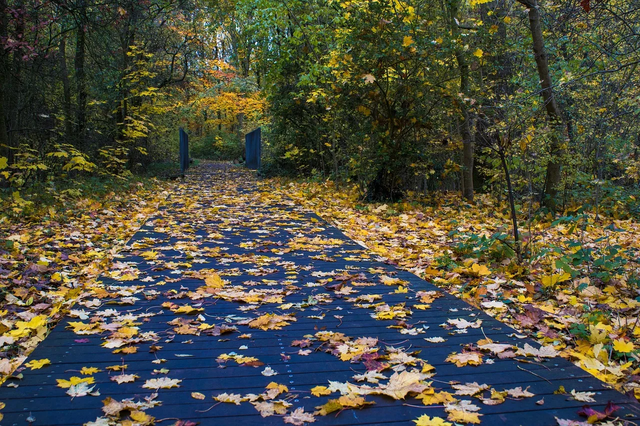 drzewa, jesień, kolory, autumn colors, golden autumn, odchodzi, nature, kolorowy, autumn mood, color, autumn motif, jasny, oostende, maria hendrikapark, krajobraz, las, fall colors, fall leaves, golden fall, october, nastrój, far away, path, nature, fall leaves, fall leaves, fall leaves, fall leaves, fall leaves
