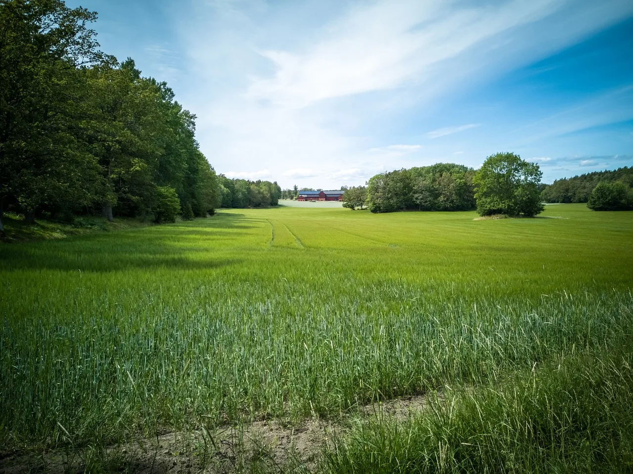 piękny, niebieskie niebo, spokoju, countryside, środowisko, pole, las, trawa, zielony, krajobraz, łąka, meadows, naturalny, nature, nobody, north panoramic, spokojnej, rural, scandinavia, scenery, niebo, summer, drzewa, pogląd, chmury