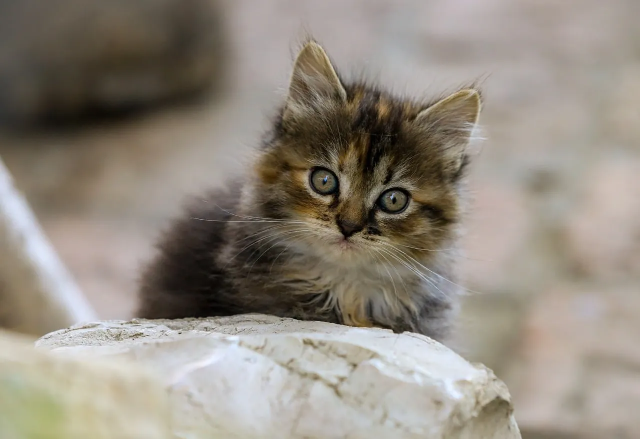 cat, domestic cat, animal, pet, portrait, kitten, mammal, cute, head, nature, animal portrait, eyes
