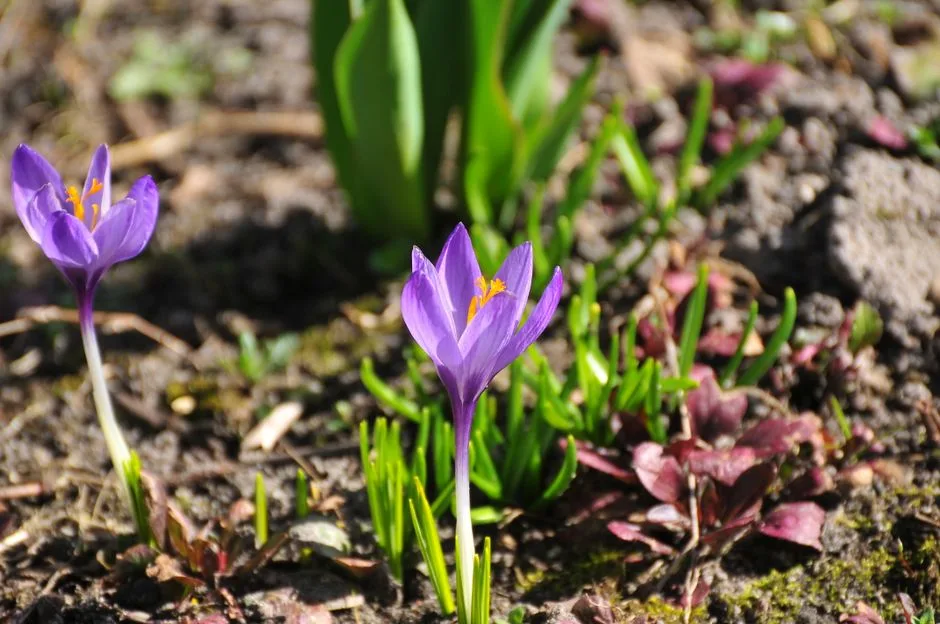 Bright purple crocuses emerging in a spring garden, symbolizing renewal and growth.