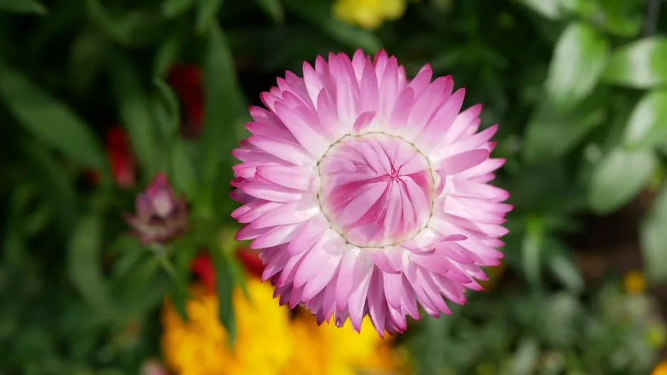 Close-up of a vibrant pink everlasting flower blooming amidst green leaves and colorful blossoms.