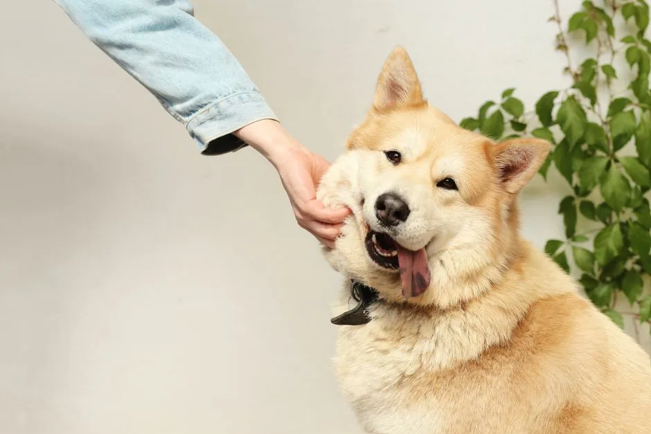 A happy dog being playfully pet indoors by a person. The dog looks joyful and friendly.