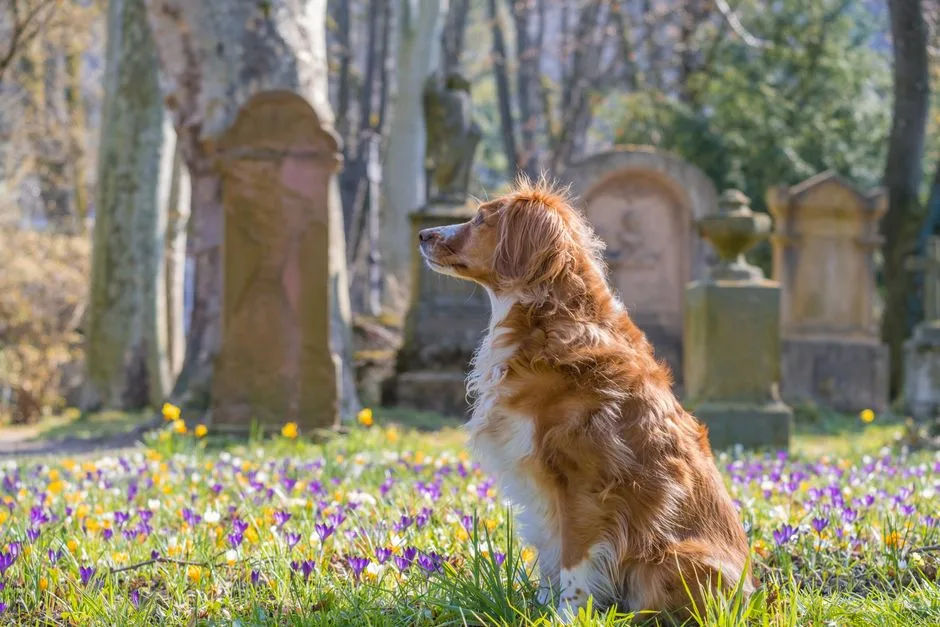 Golden retriever sitting in a vibrant field of spring flowers in an old cemetery.