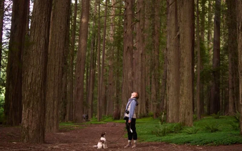 A woman stands in a serene forest with her dog, surrounded by towering trees.
