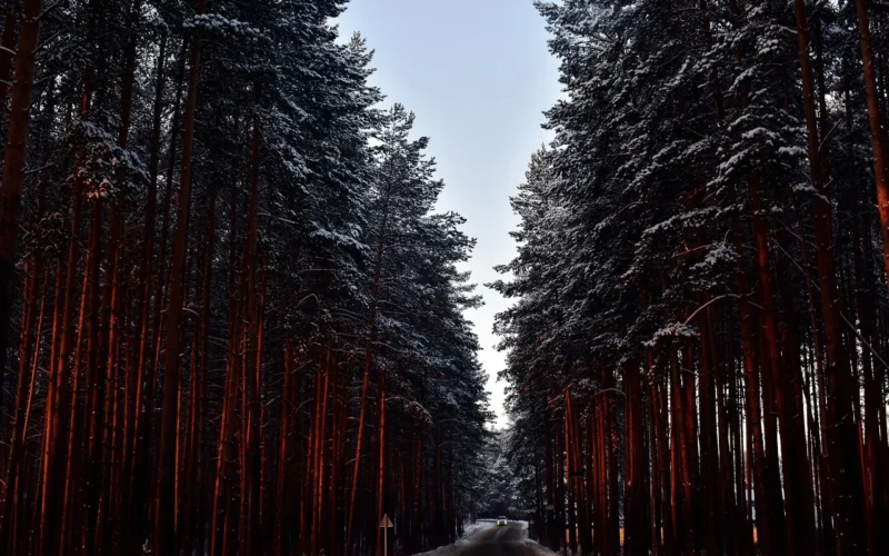natura, drogi, ośnieżone drzewa, zimowy las, zimowy krajobraz, sosna, spanie natura, pnie drzew, zima, zimowa droga, śnieżny, drogi lasu, duża tekstura, podróż, rosyjska zima, las, winter wonderland, winter forest, winter road, snow cover, snow forest, winter nature, winter forest, winter forest, winter forest, winter forest, winter forest, winter road, winter road, winter road, winter road, snow forest, snow forest, winter nature