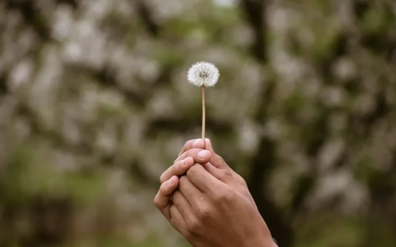 Close-up of hands holding a dandelion outdoors, symbolizing hope and nature.