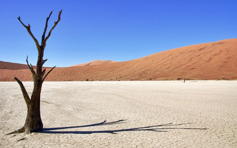 namibia, death vlei, drzewo, pustynia, cień, natura, sesriem