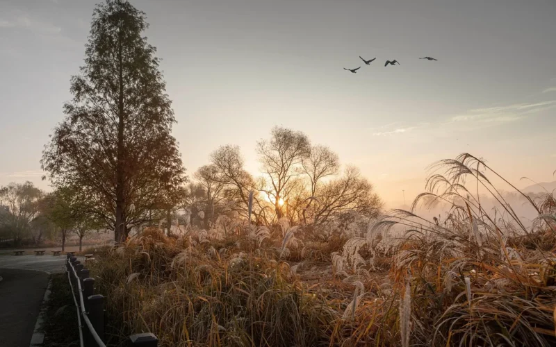 jesień, krajobraz, charakter, las, dzika gęś, gość, sunrise, niebo