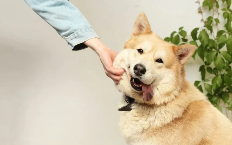 A happy dog being playfully pet indoors by a person. The dog looks joyful and friendly.